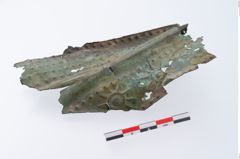 Foto von Bronzerippenziste (NHMW-PRAE-070976)